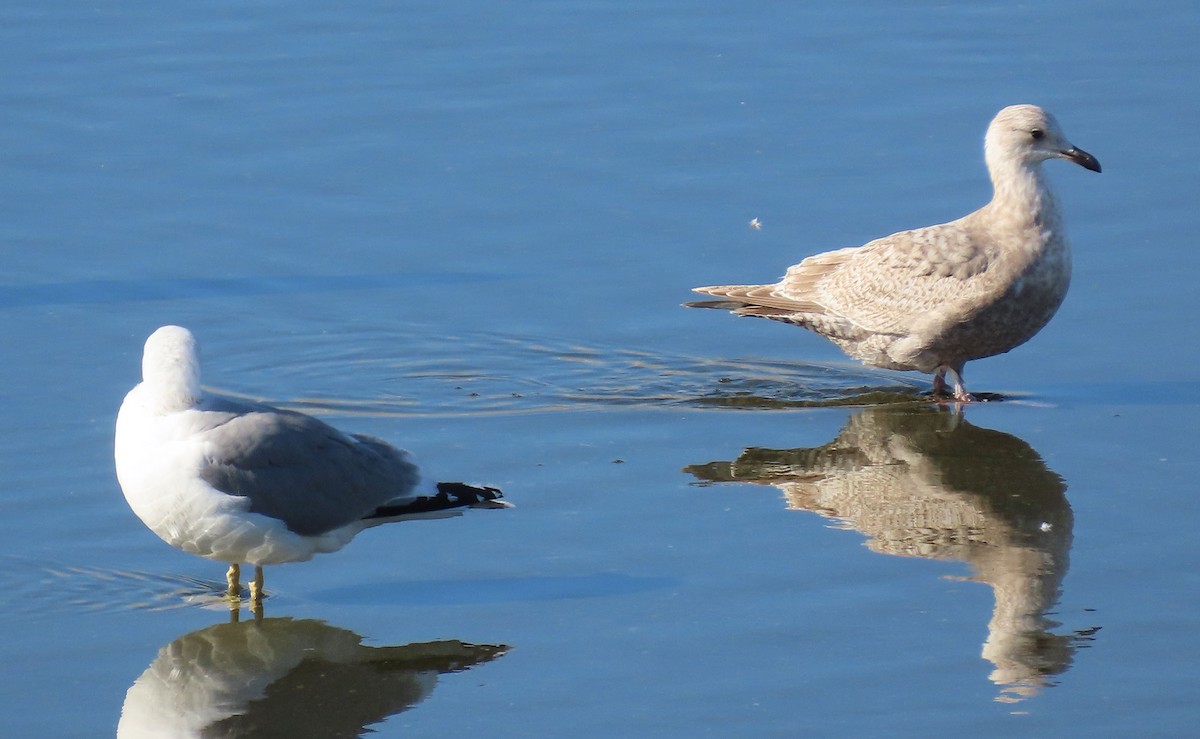 Iceland Gull (Thayer's) - ML631836312