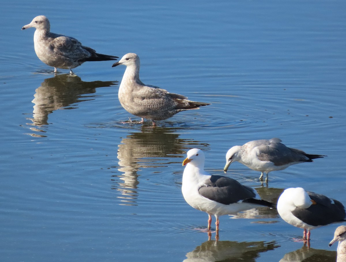 Iceland Gull (Thayer's) - ML631836313