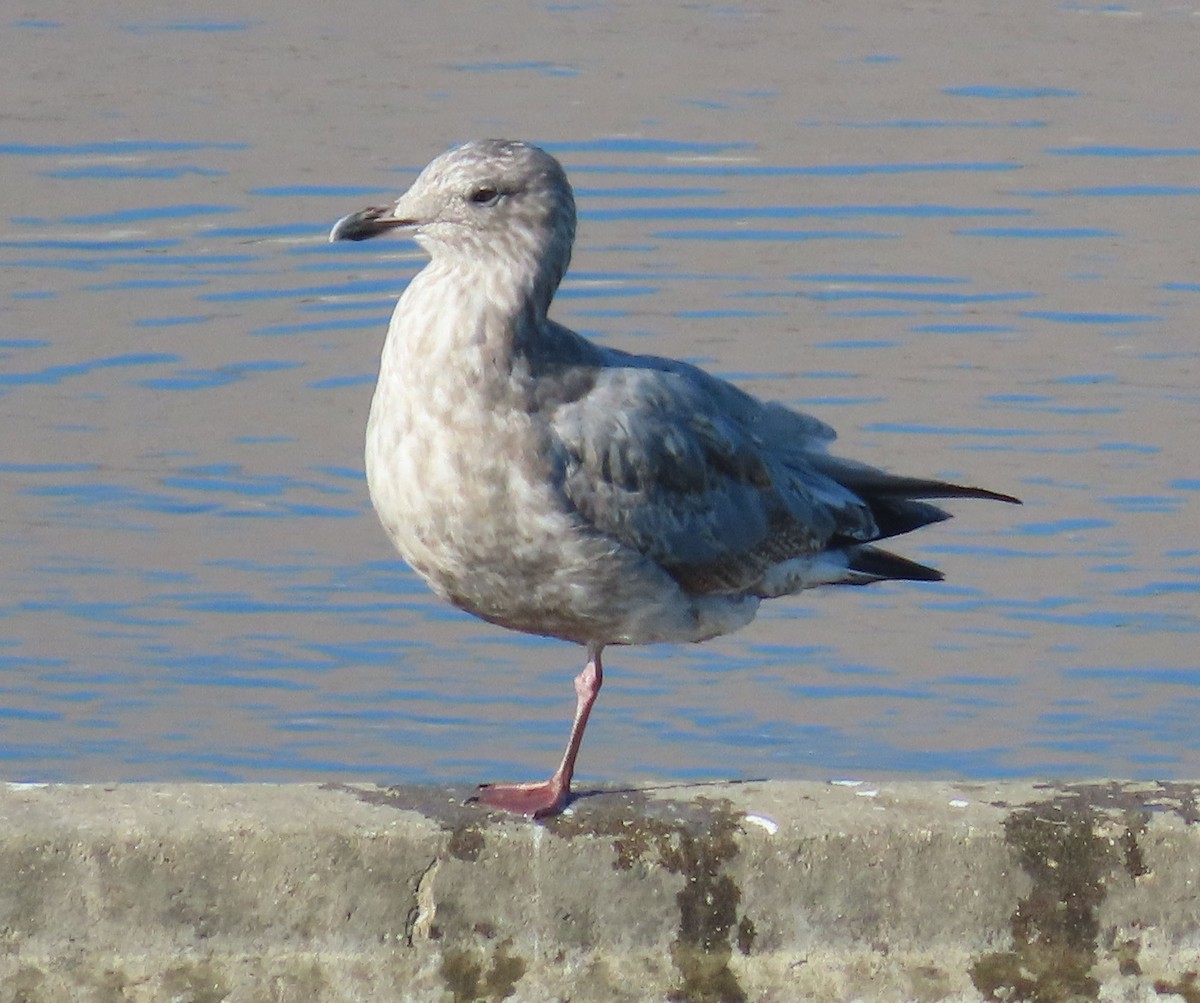 Iceland Gull (Thayer's) - ML631836314