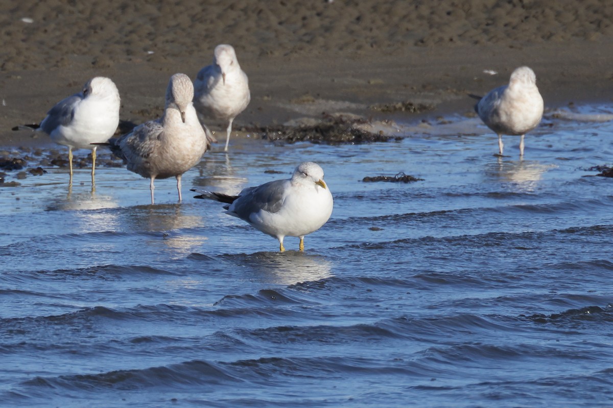 Short-billed Gull - ML631836467