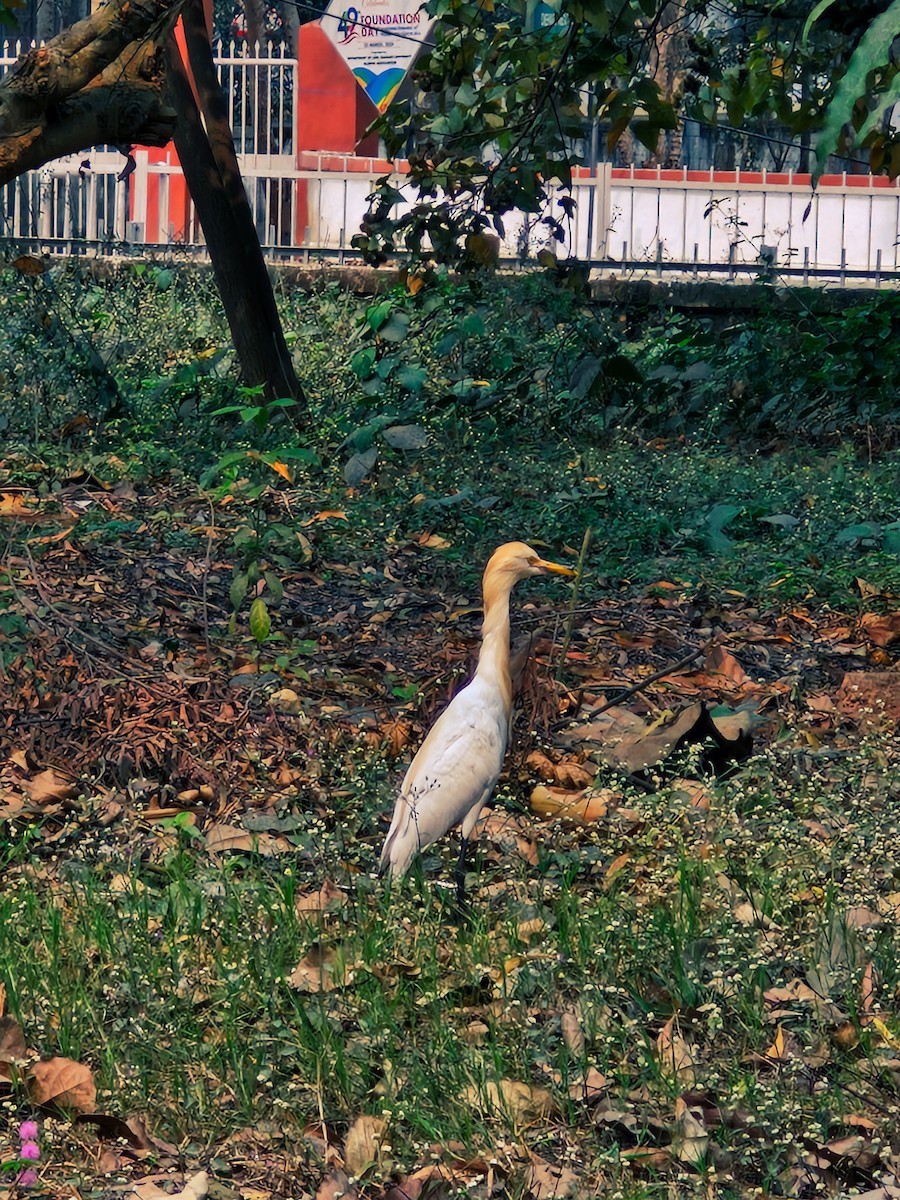 bøffelhegre - ML631836581