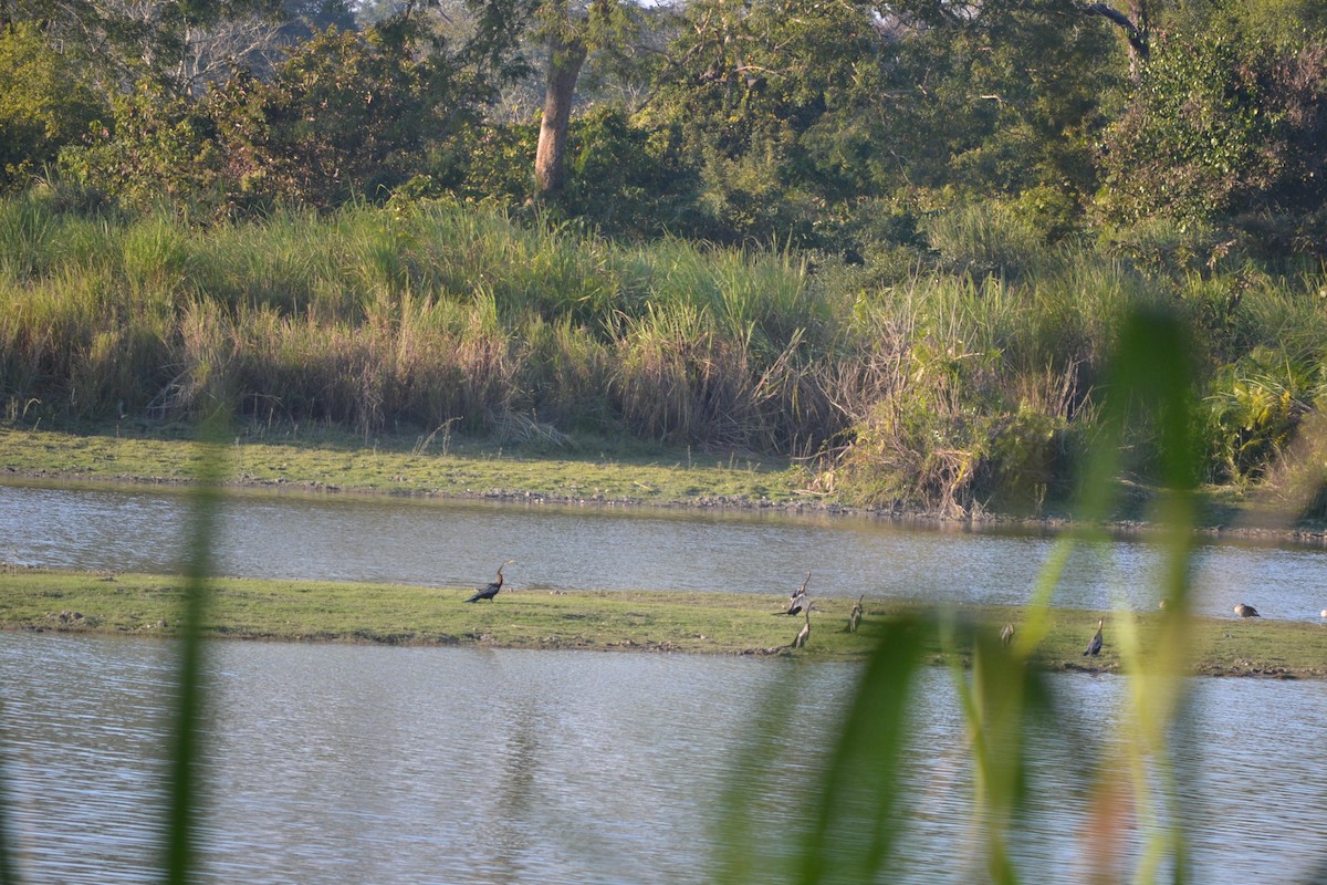 Oriental Darter - ML631836633