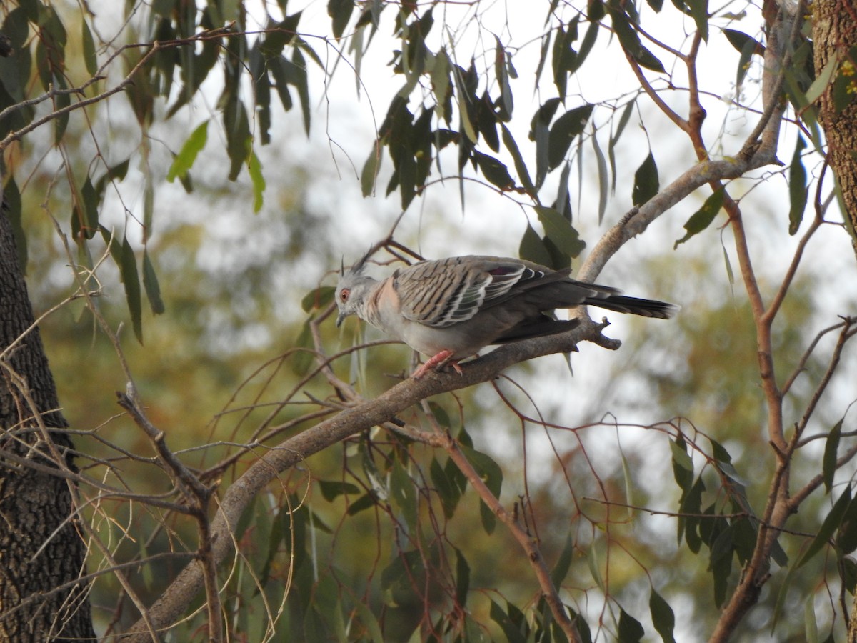 Crested Pigeon - ML631836709