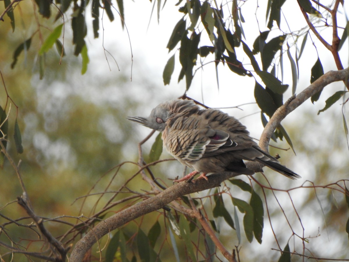 Crested Pigeon - ML631836718