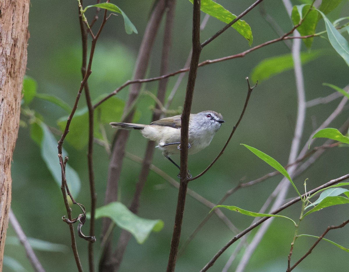 Brown Gerygone - ML631837071