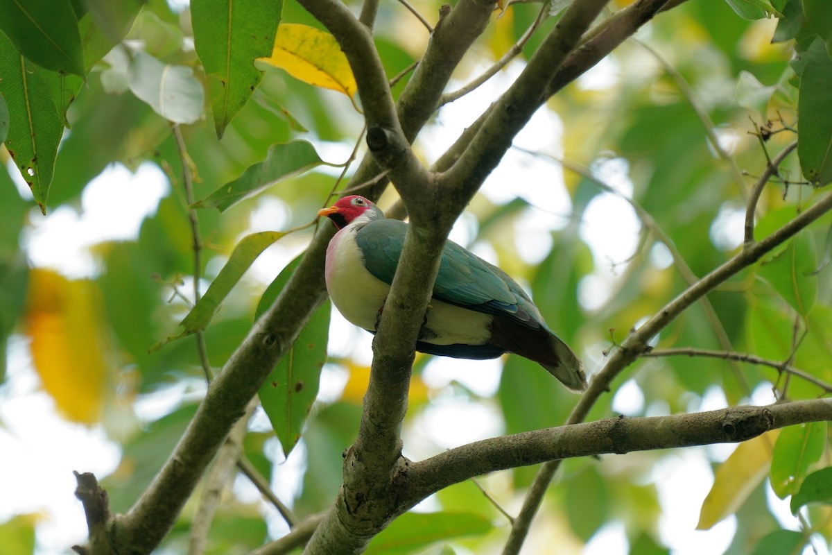Jambu Fruit-Dove - ML631837653