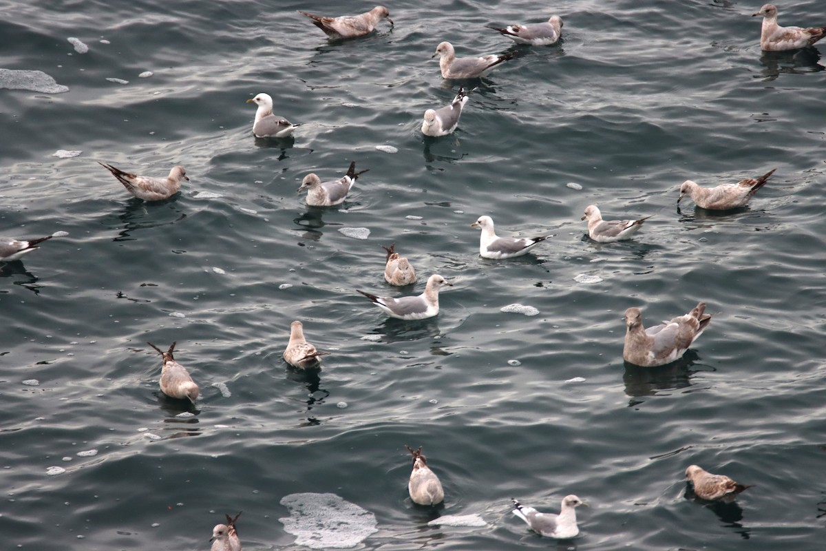 Short-billed Gull - ML631837723