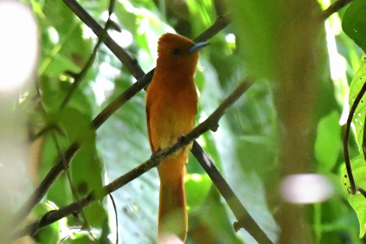 Rufous Paradise-Flycatcher (Southern) - ML631837735