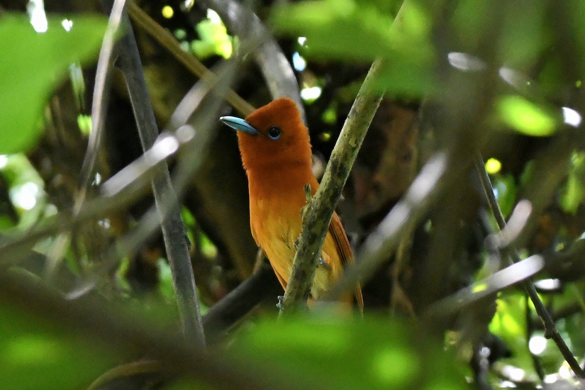 Rufous Paradise-Flycatcher (Southern) - ML631837736