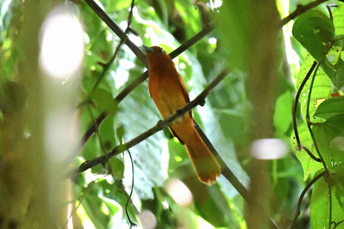 Rufous Paradise-Flycatcher (Southern) - ML631837737