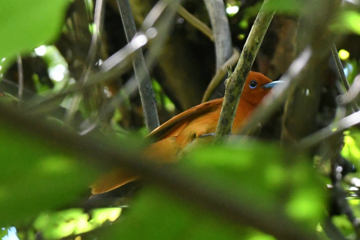 Rufous Paradise-Flycatcher (Southern) - ML631837738