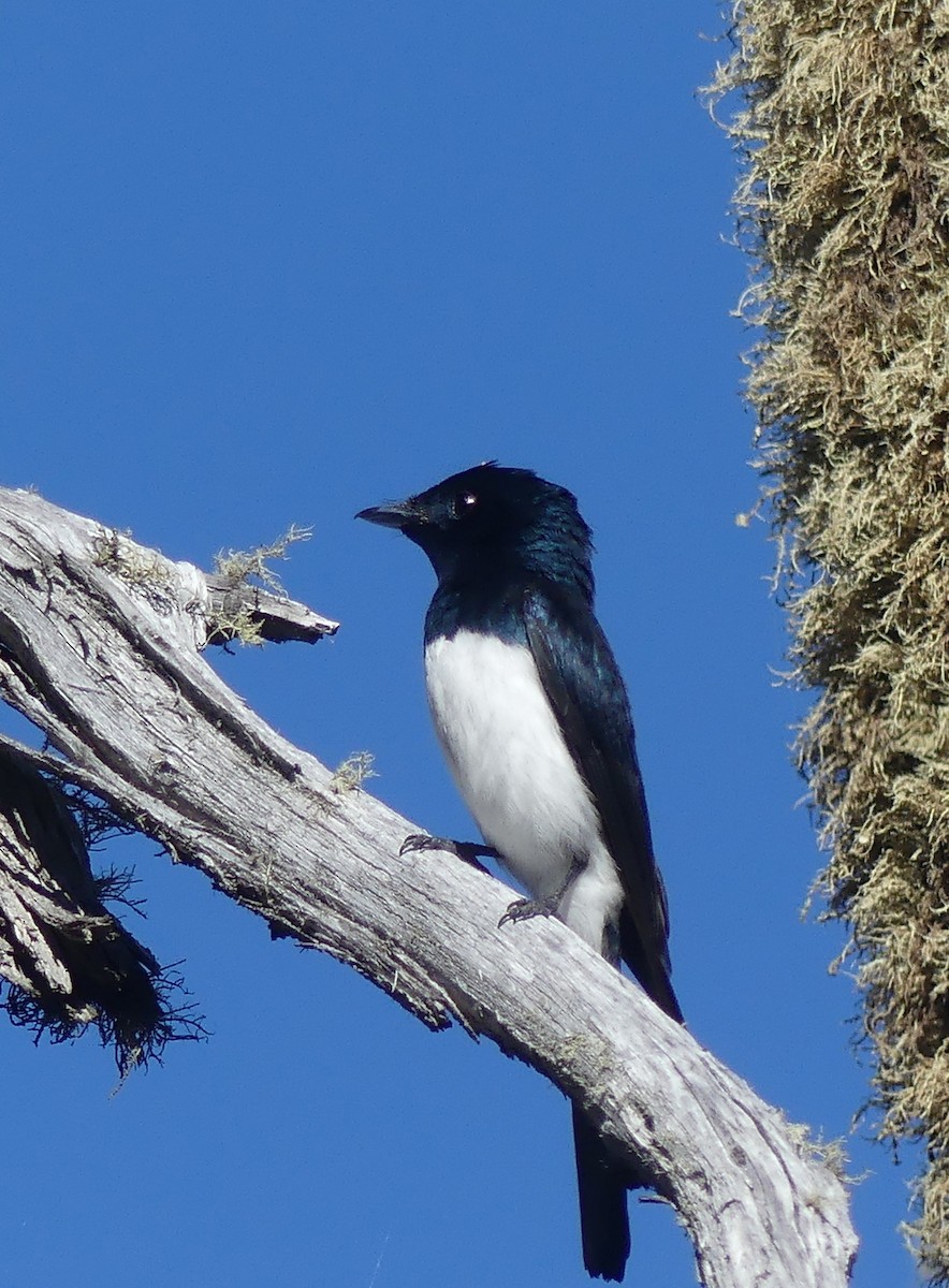 Satin Flycatcher - ML631838193