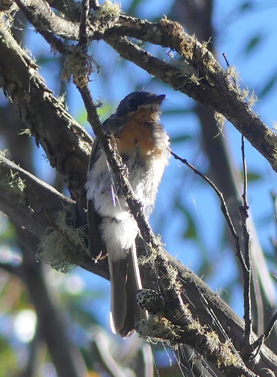 Satin Flycatcher - ML631838194