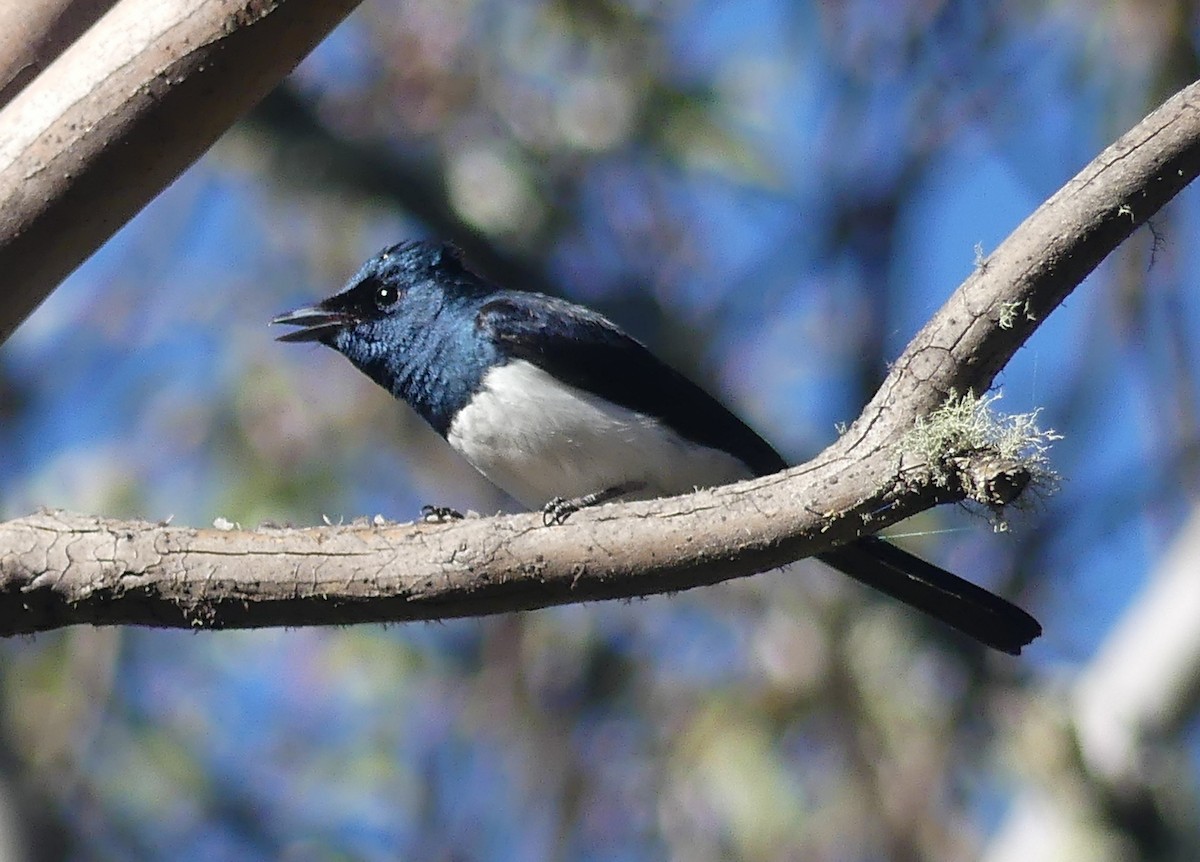 Satin Flycatcher - ML631838195