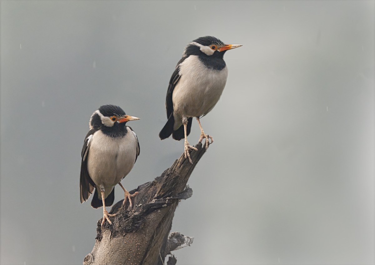 Indian Pied Starling - ML631838494