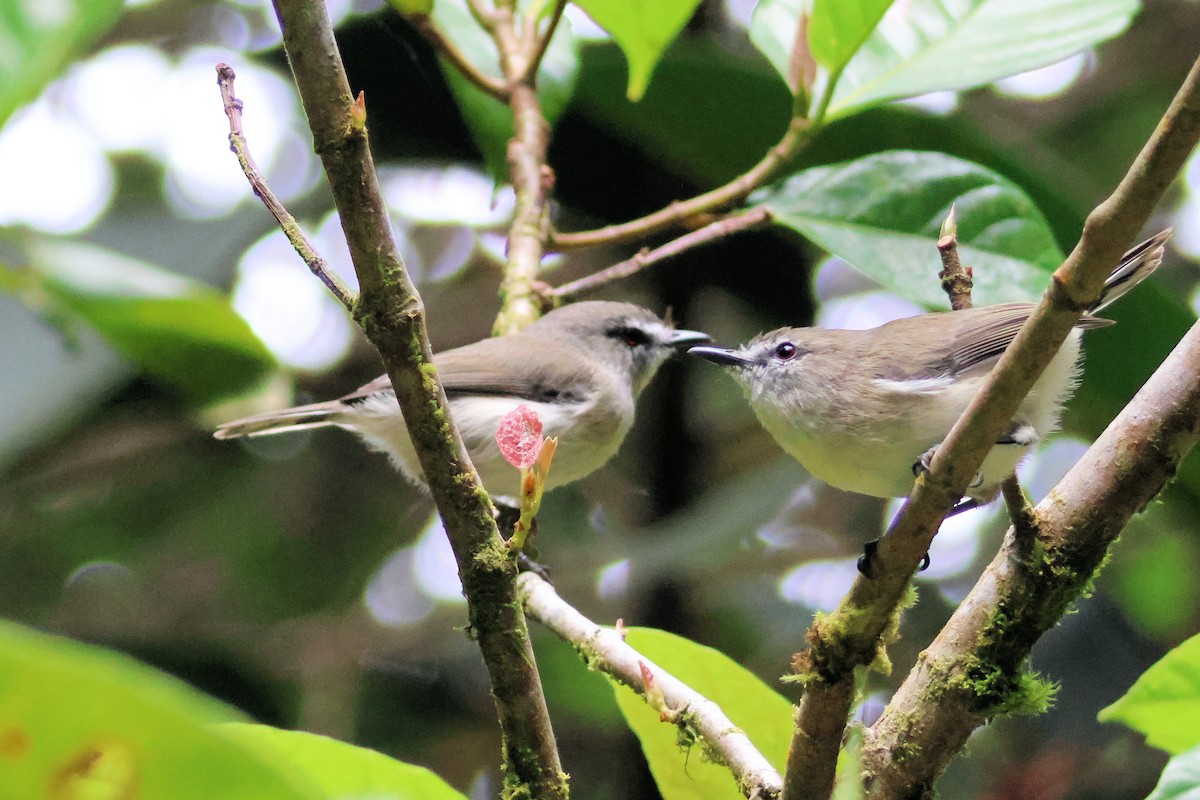 Brown Gerygone - ML631838495