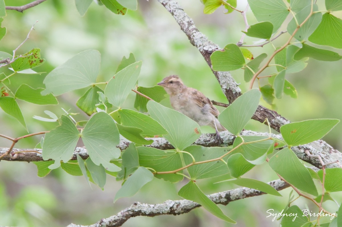 Moineau bridé - ML631838667