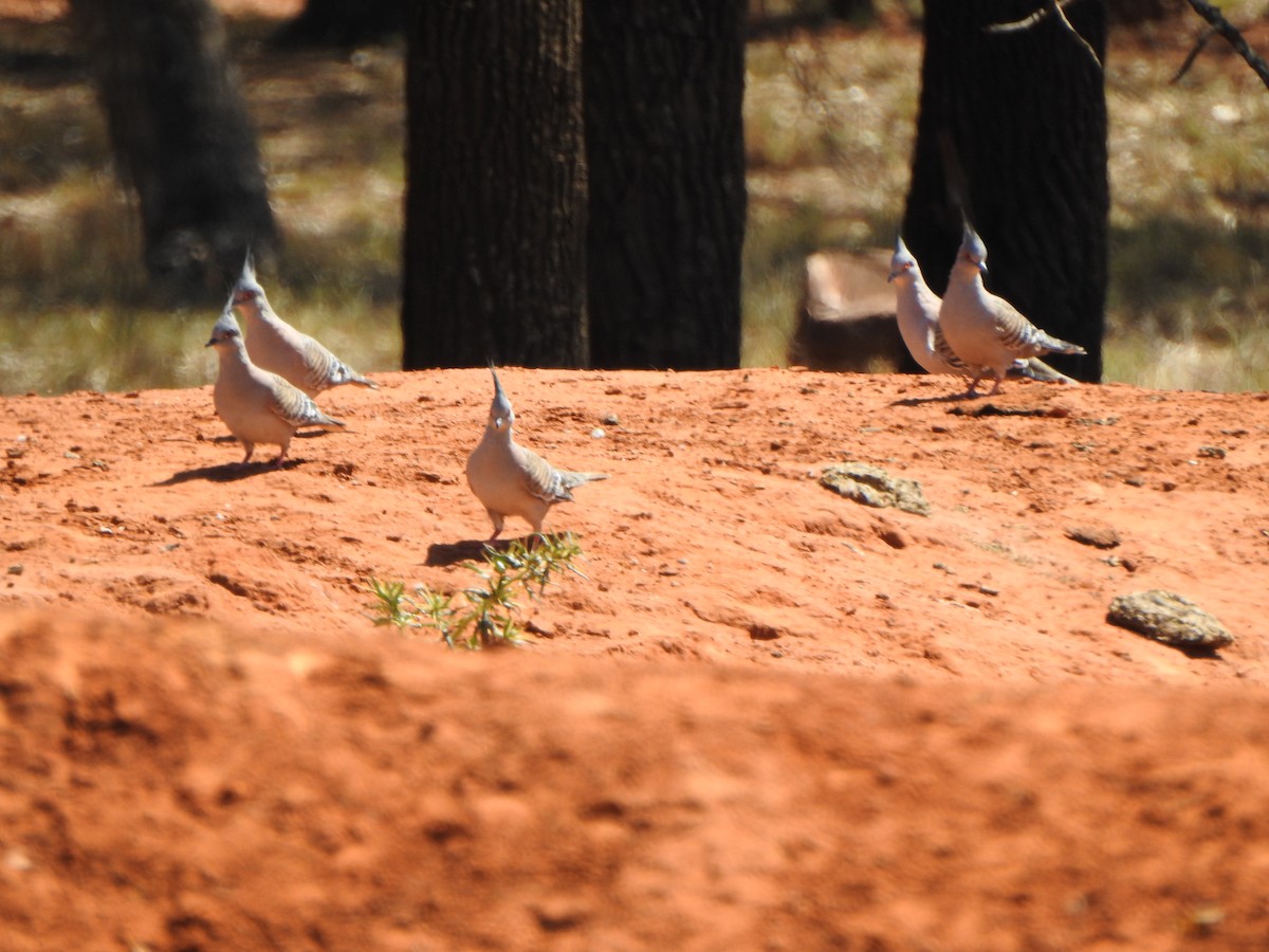 Crested Pigeon - ML631838685