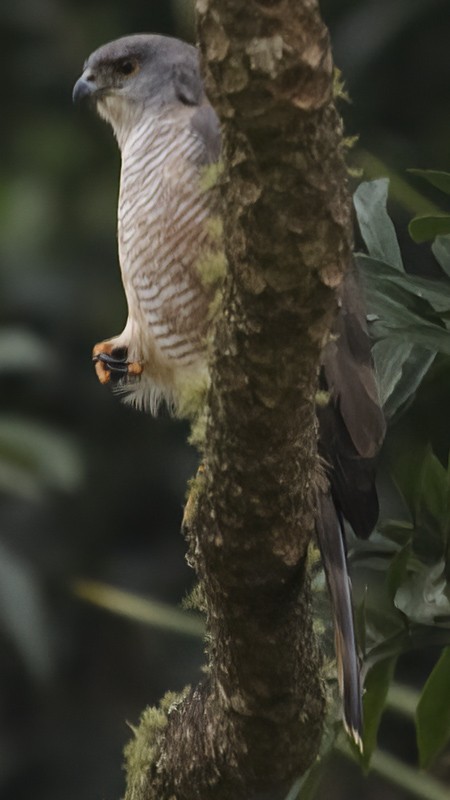 African Goshawk - ML631838901