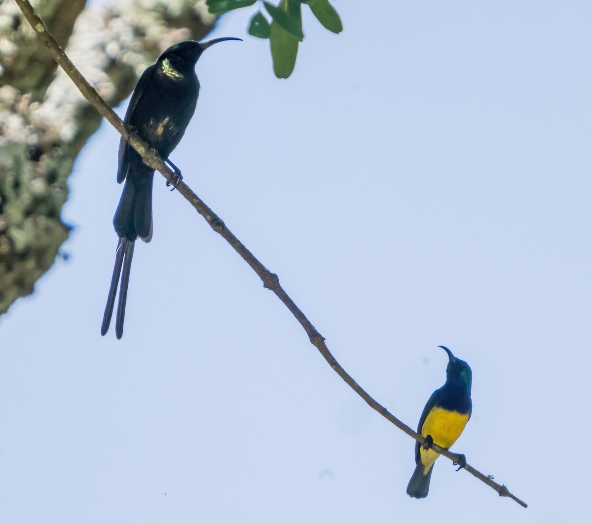 Variable Sunbird (Yellow-bellied) - ML631838977