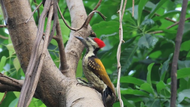 Black-rumped Flameback - ML631839065