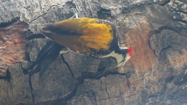 Black-rumped Flameback - ML631839066