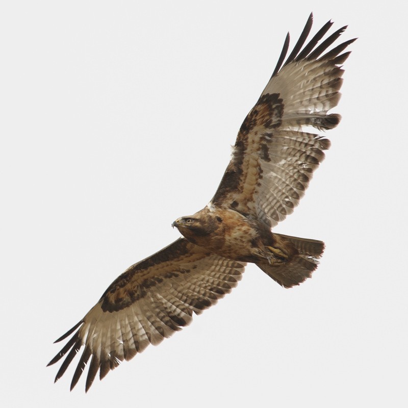 עקב ערמוני - ML631839107