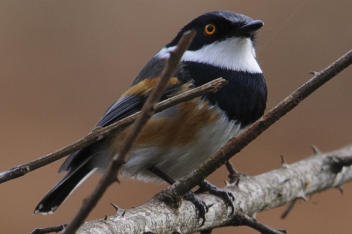 Cape Batis - ML631839112