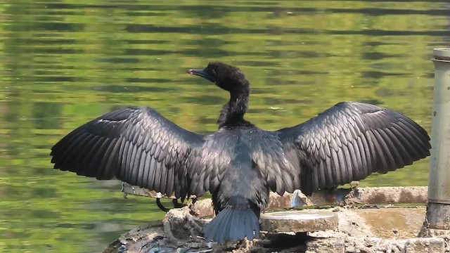 Little Cormorant - ML631839197