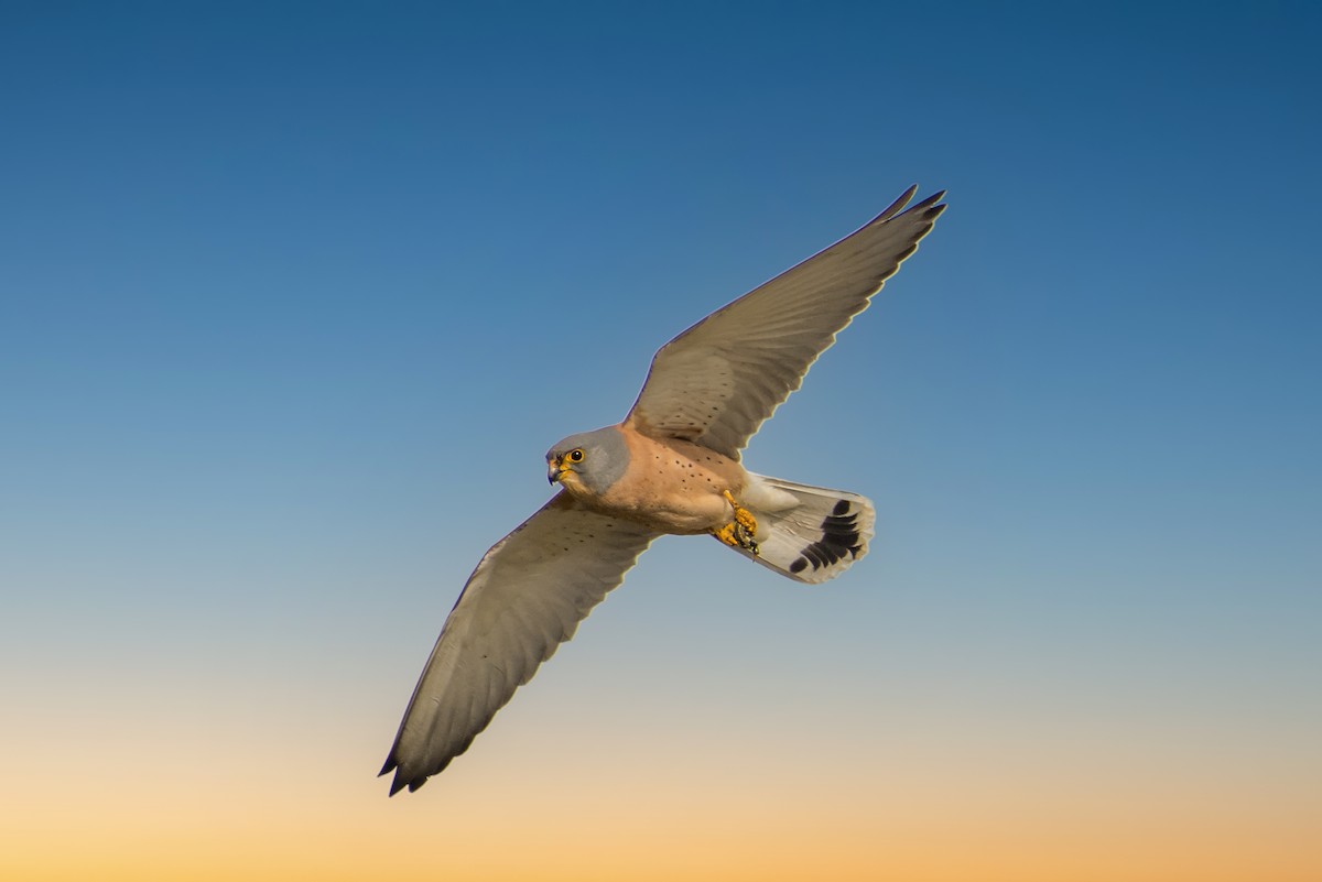 Lesser Kestrel - ML631839231