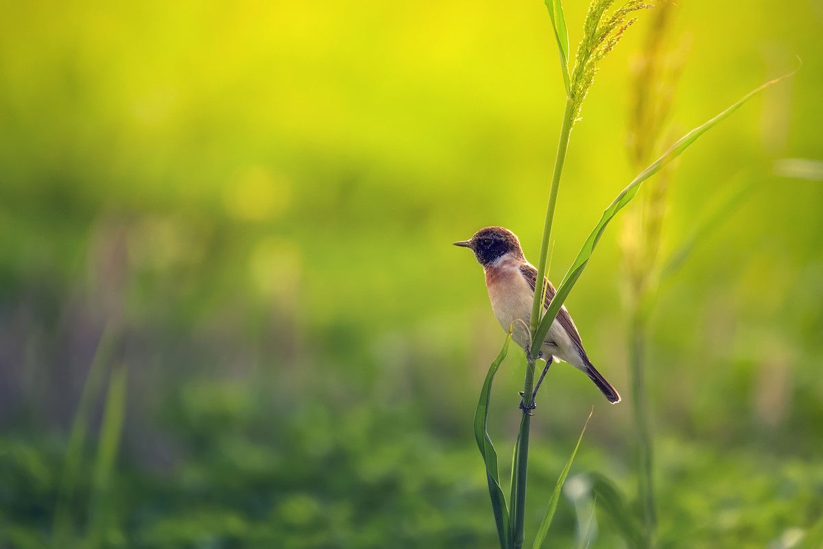 European Stonechat - ML631839259