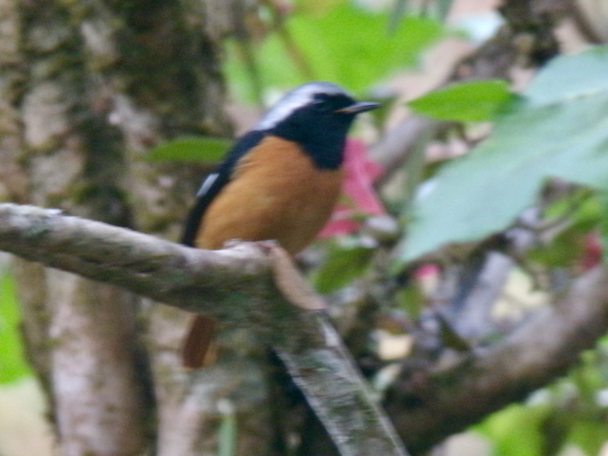 Colirrojo Dáurico - ML631839598