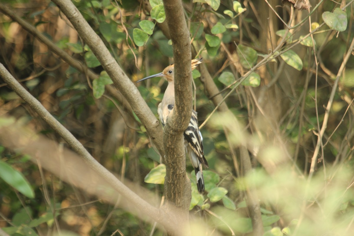 Eurasian Hoopoe - ML631839655