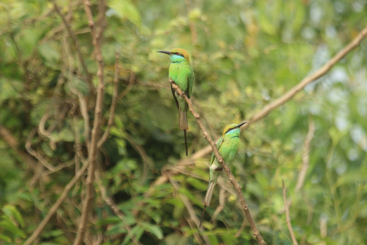 Asian Green Bee-eater - ML631839656