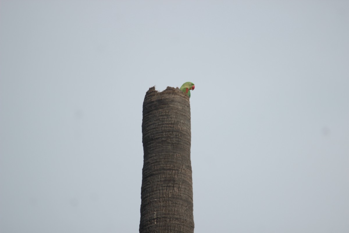 Alexandrine Parakeet - ML631839688