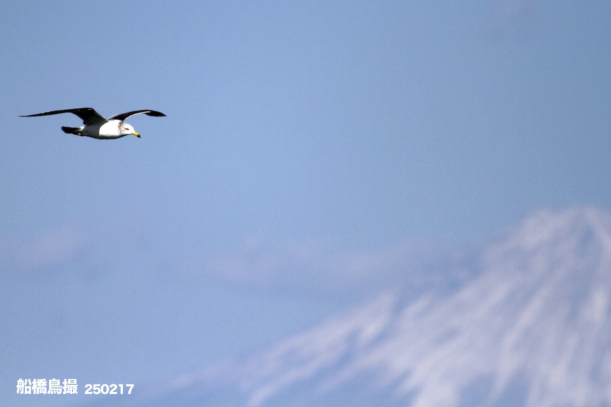 Black-tailed Gull - ML631839817