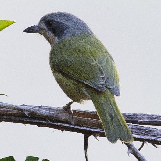 Bubú Oliváceo - ML631839826