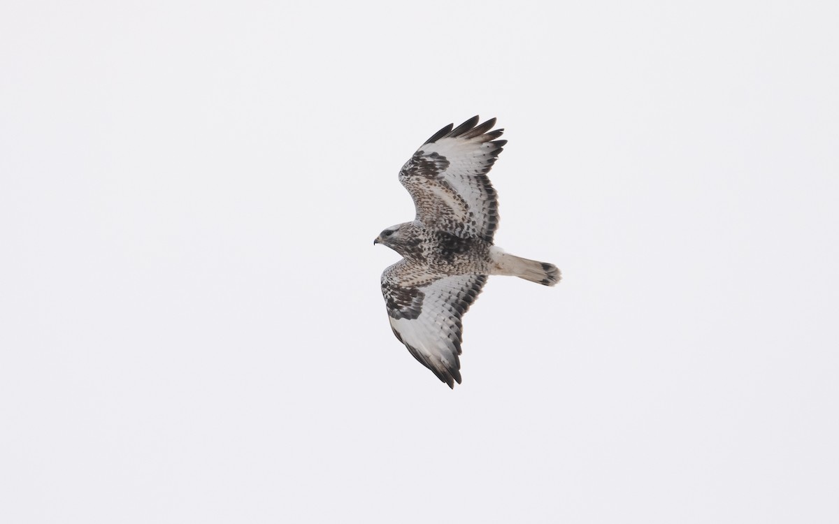 Rough-legged Hawk - ML631839868