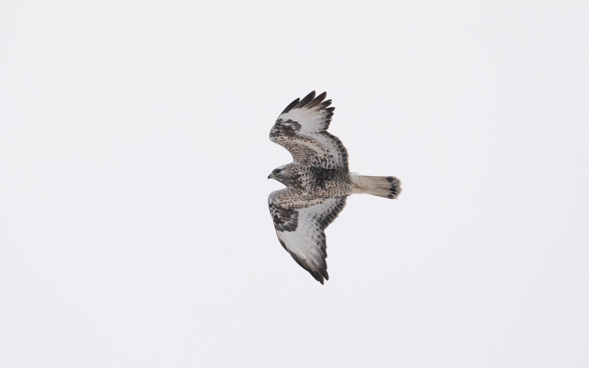 Rough-legged Hawk - ML631839871
