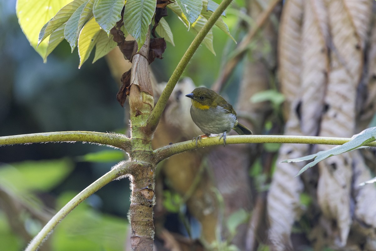 Short-billed Chlorospingus - ML631839989