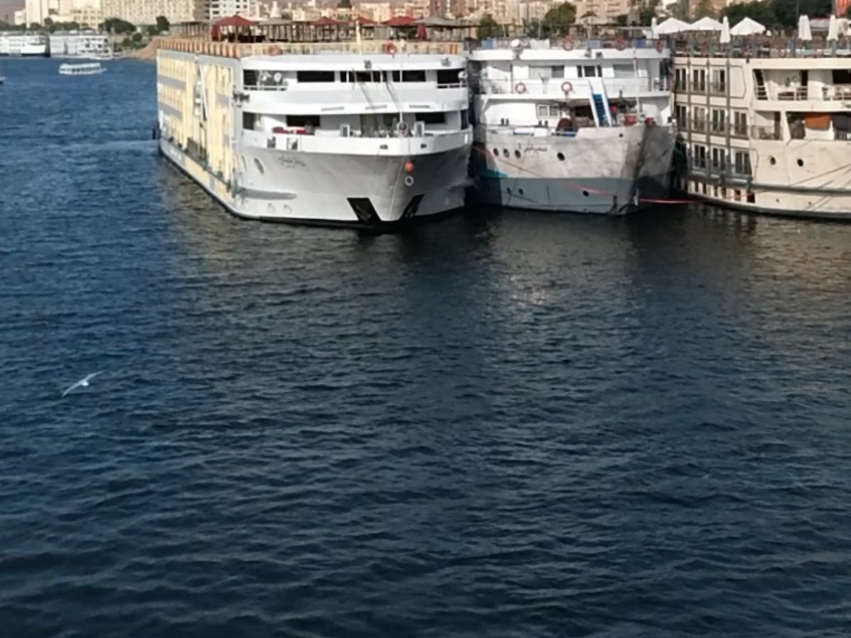 Морской голубок - ML631840177
