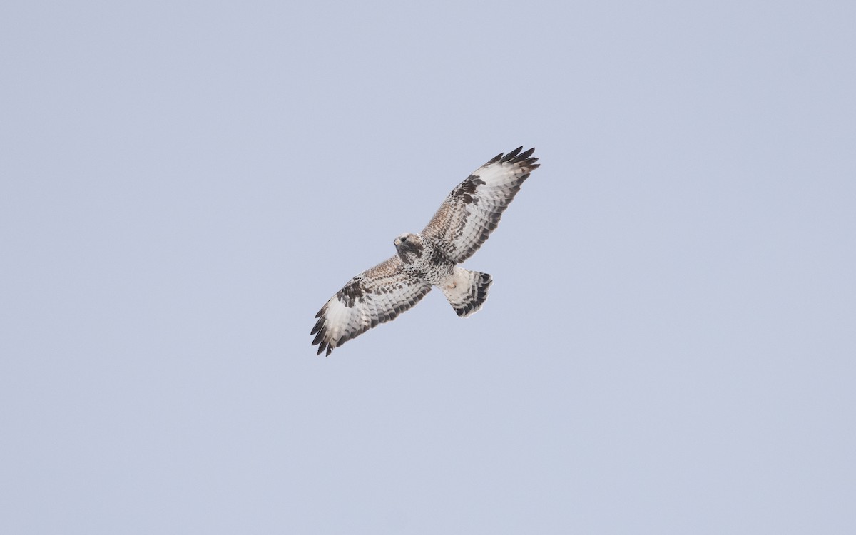 Rough-legged Hawk - ML631840217