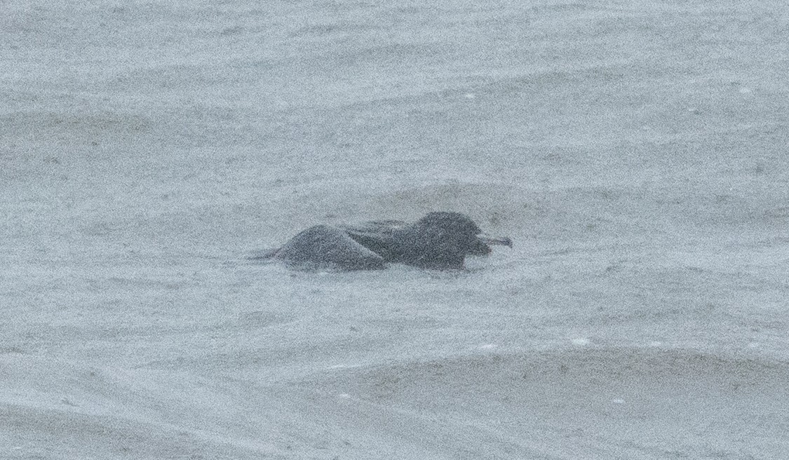 Flesh-footed Shearwater - ML631840277