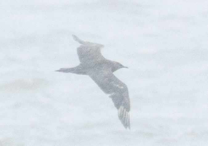 Parasitic Jaeger - ML631840284