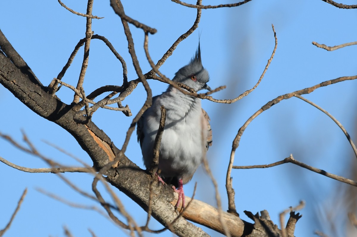 Crested Pigeon - ML631840393