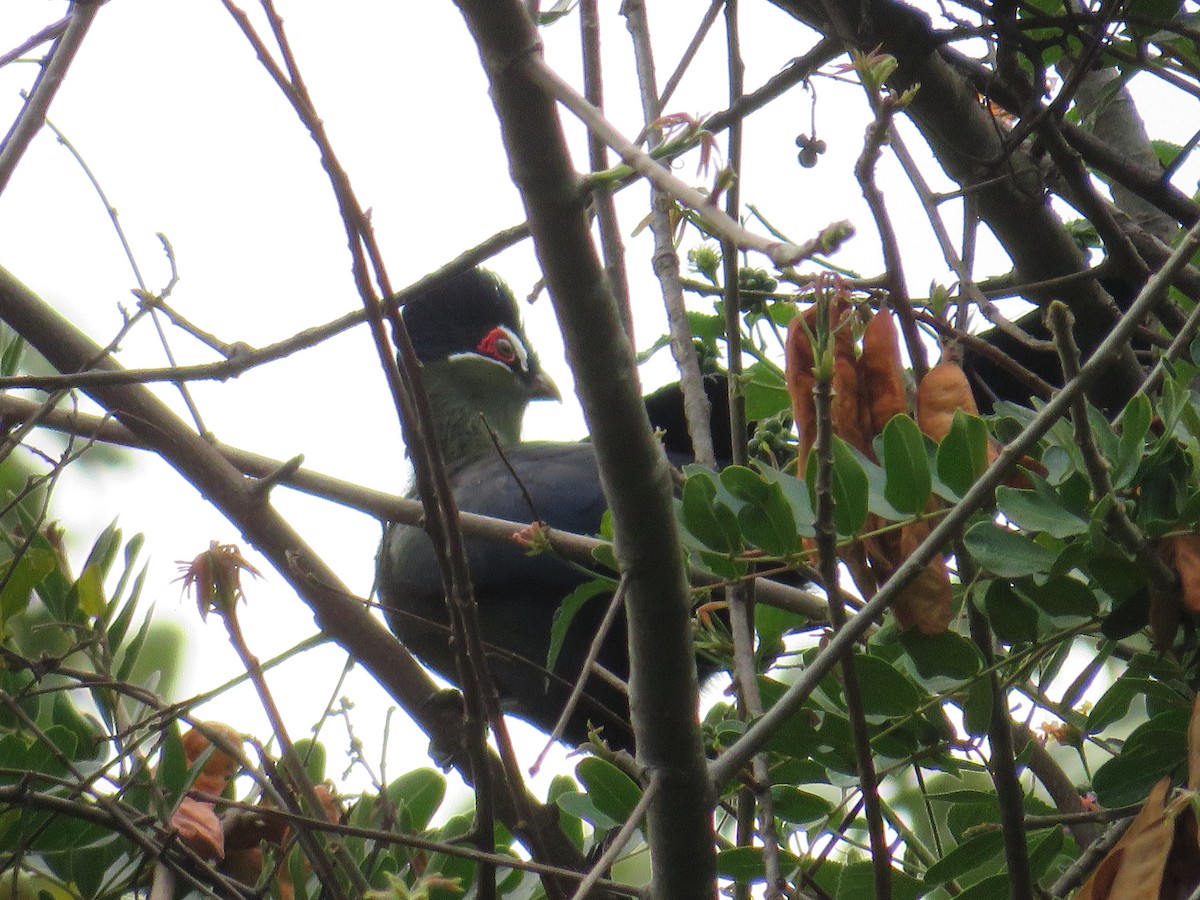 Hartlaub's Turaco - ML631840435