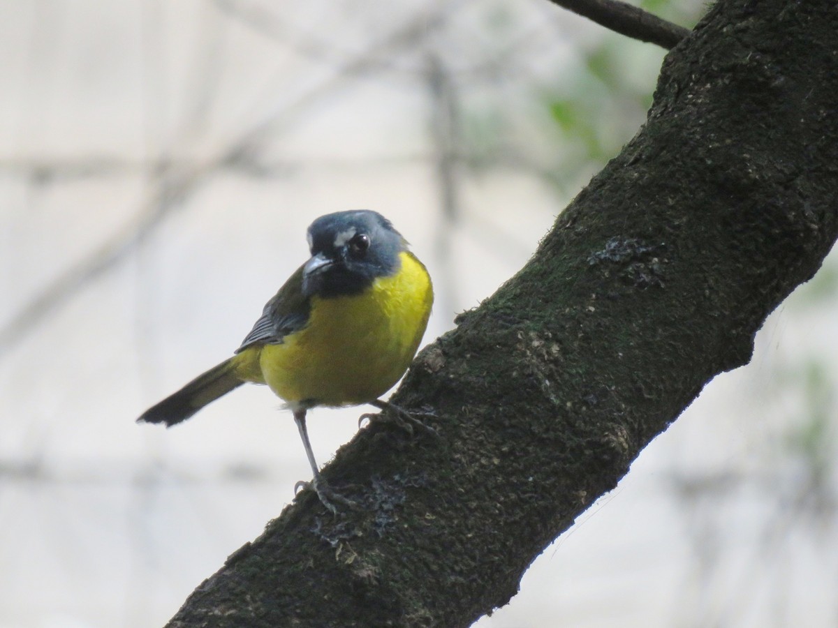 White-starred Robin - ML631840549