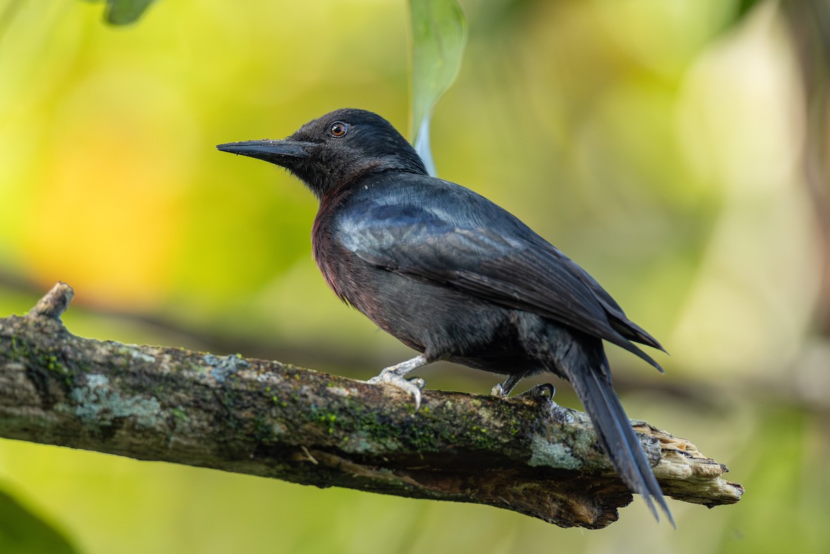 Guadeloupe Woodpecker - ML631840561