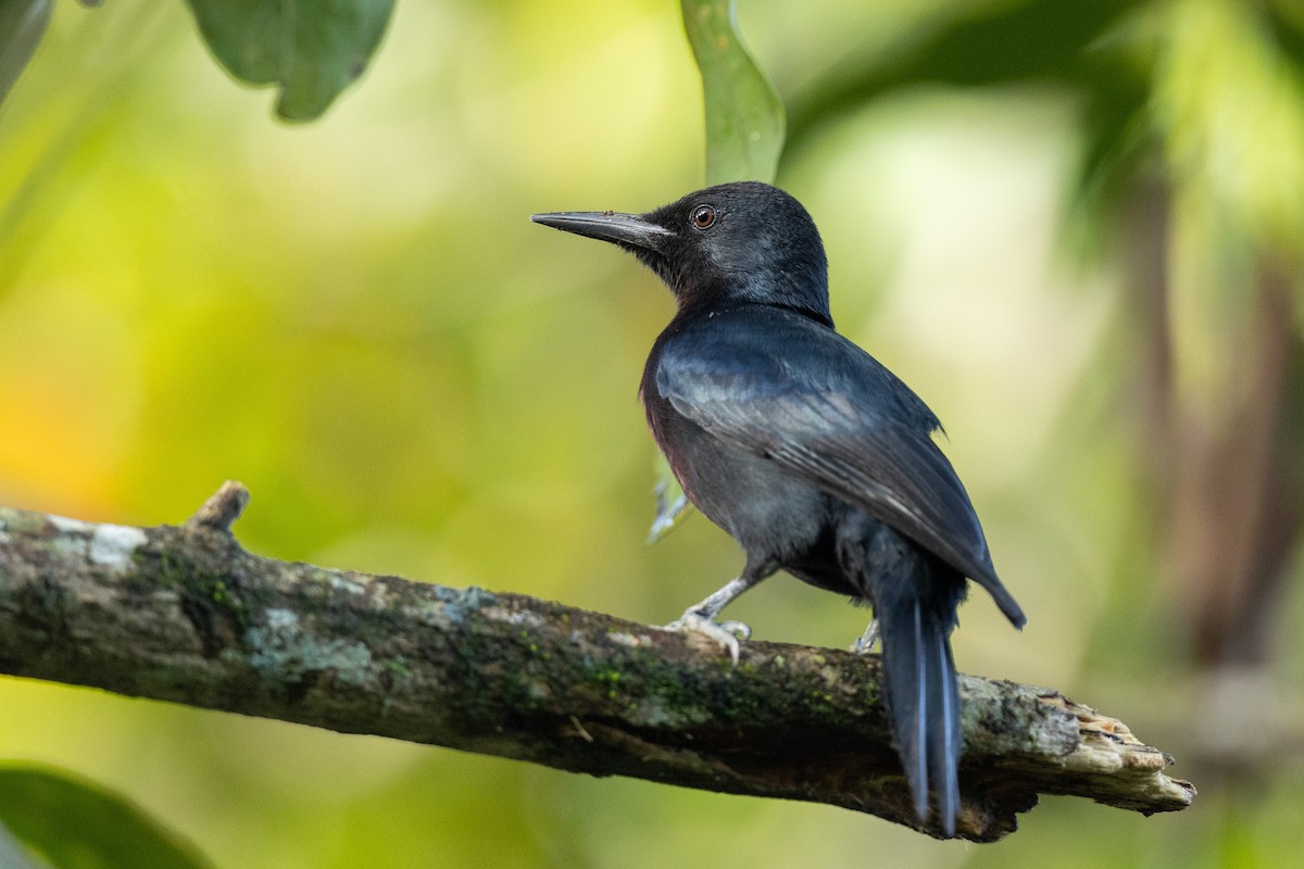 Guadeloupe Woodpecker - ML631840562
