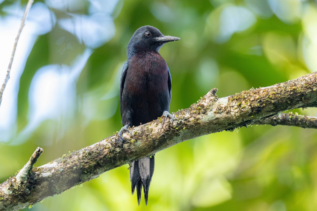 Guadeloupe Woodpecker - ML631840563